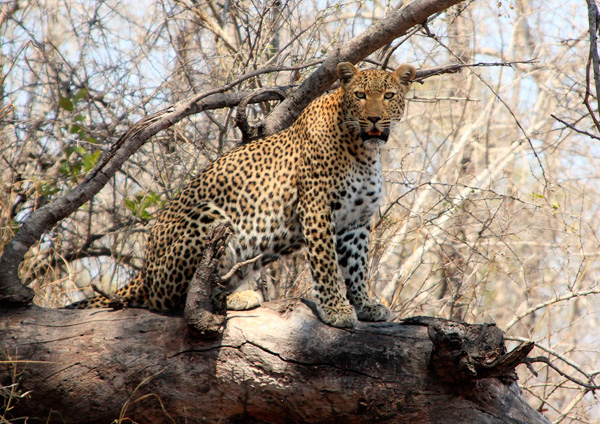 24Jan12 Leopard On Log 24Jan12 Leopard On Log