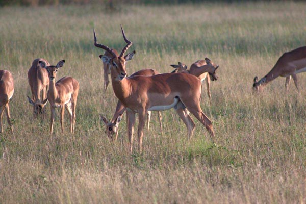 impala