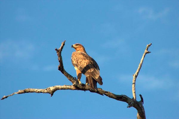 eagle