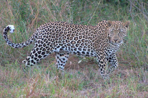 leopard