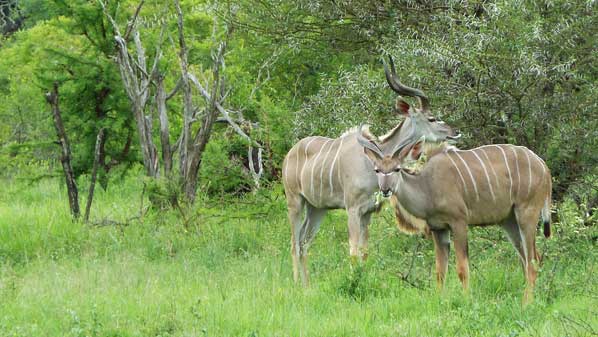 kudu on safari game drive