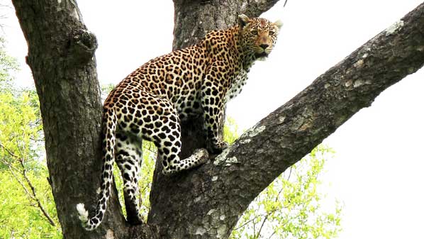 leopard in a tree