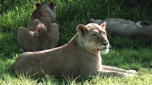 lioness at sabi sabi