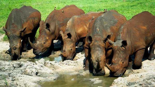 rhino at waterhole