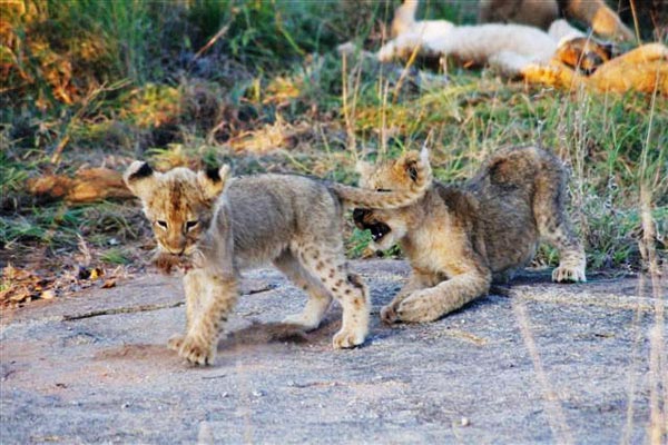 Lion Cubs at Sabi Sabi