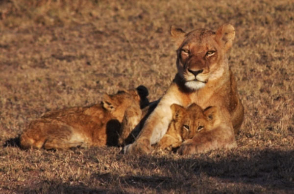 lioness with cubs at sabi sabi