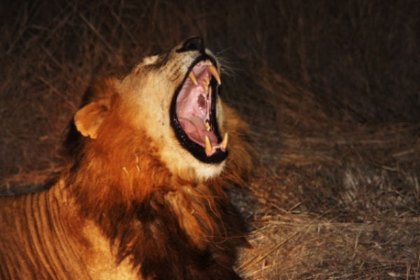 lion yawn on safari