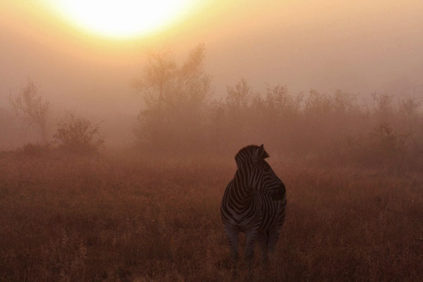 zebra on safari in the mist