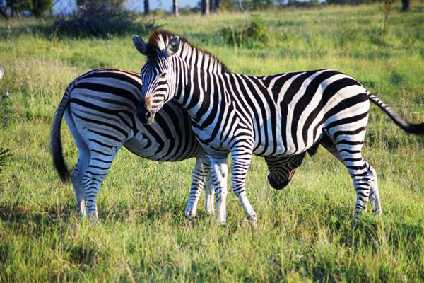 Zebra on safari at Sabi Sabi