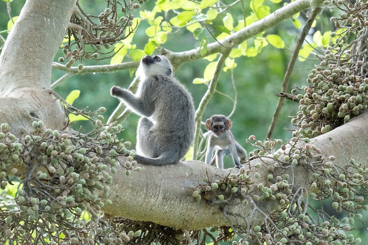 B02Daniel Greyvenstein Vervet Monkey 190123 B02Daniel Greyvenstein Vervet Monkey 190123