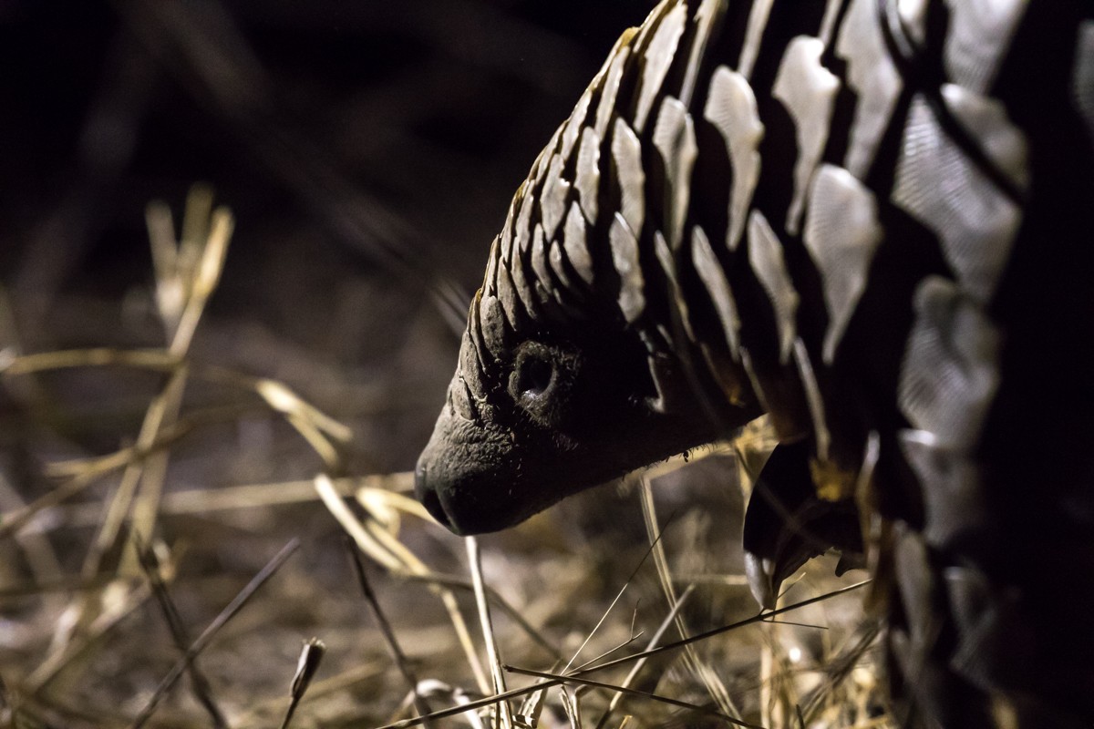 Their shy, elusive nature is why many people have never heard of them, as they are just not something you see often at all. Their shy, elusive nature is why many people have never heard of them, as they are just not something you see often at all.