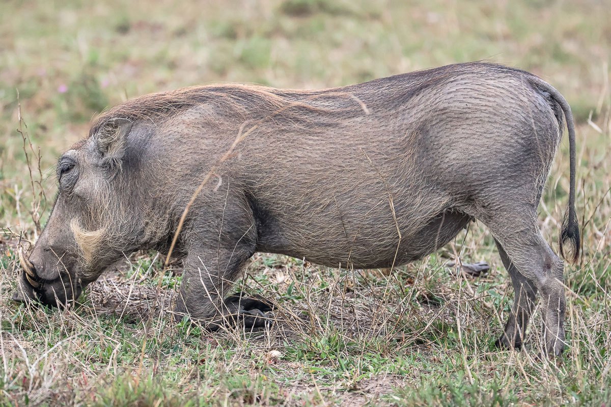 Warthogs will kneel on the front leg to graze. Warthogs will kneel on the front leg to graze.