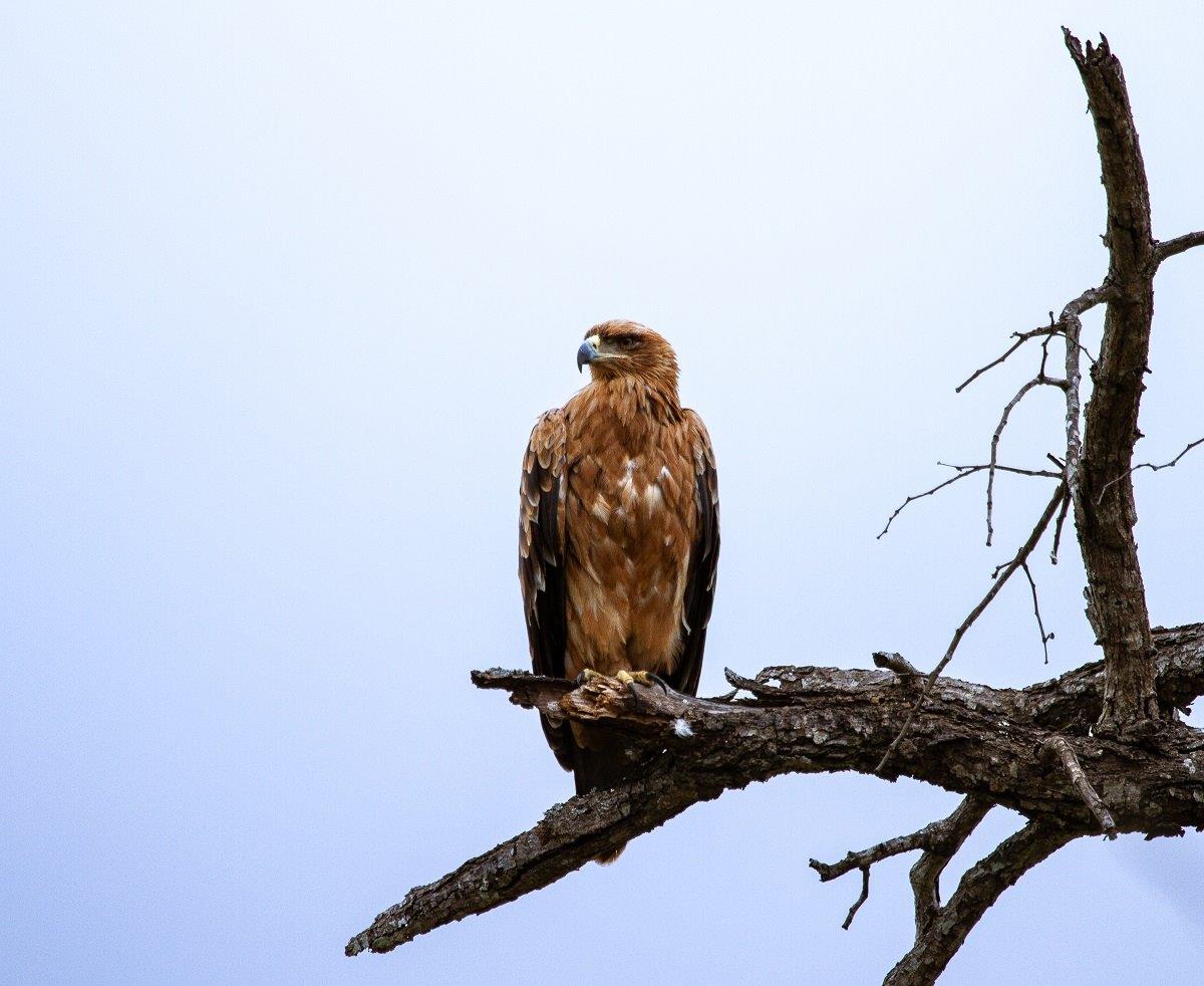 Tawny Eagle Dieter Lategan Tawny Eagle Dieter Lategan