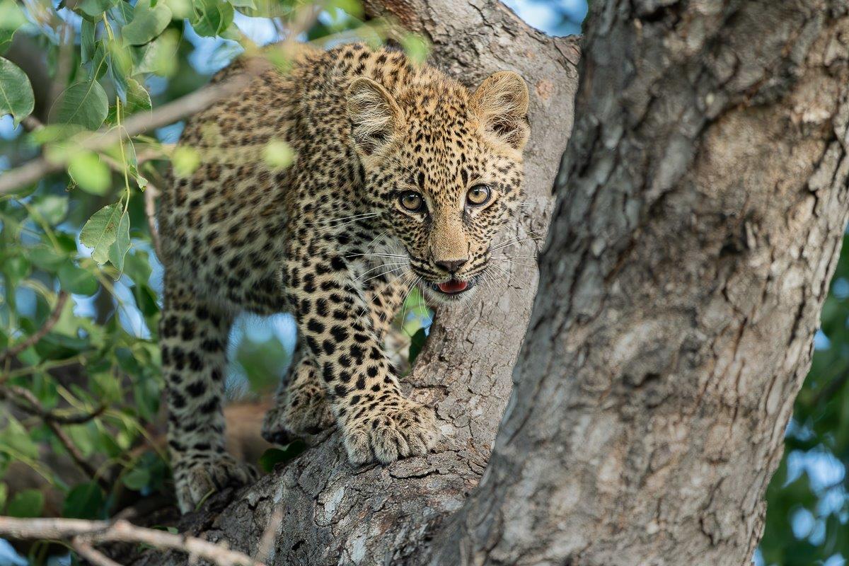 Cubs learn how to climb trees at a very young age. Cubs learn how to climb trees at a very young age.