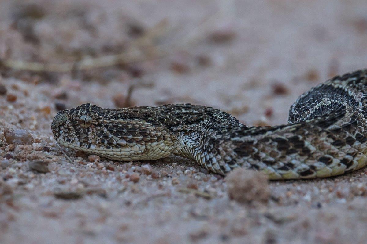They are highly venomous but luckily very calm They are highly venomous but luckily very calm