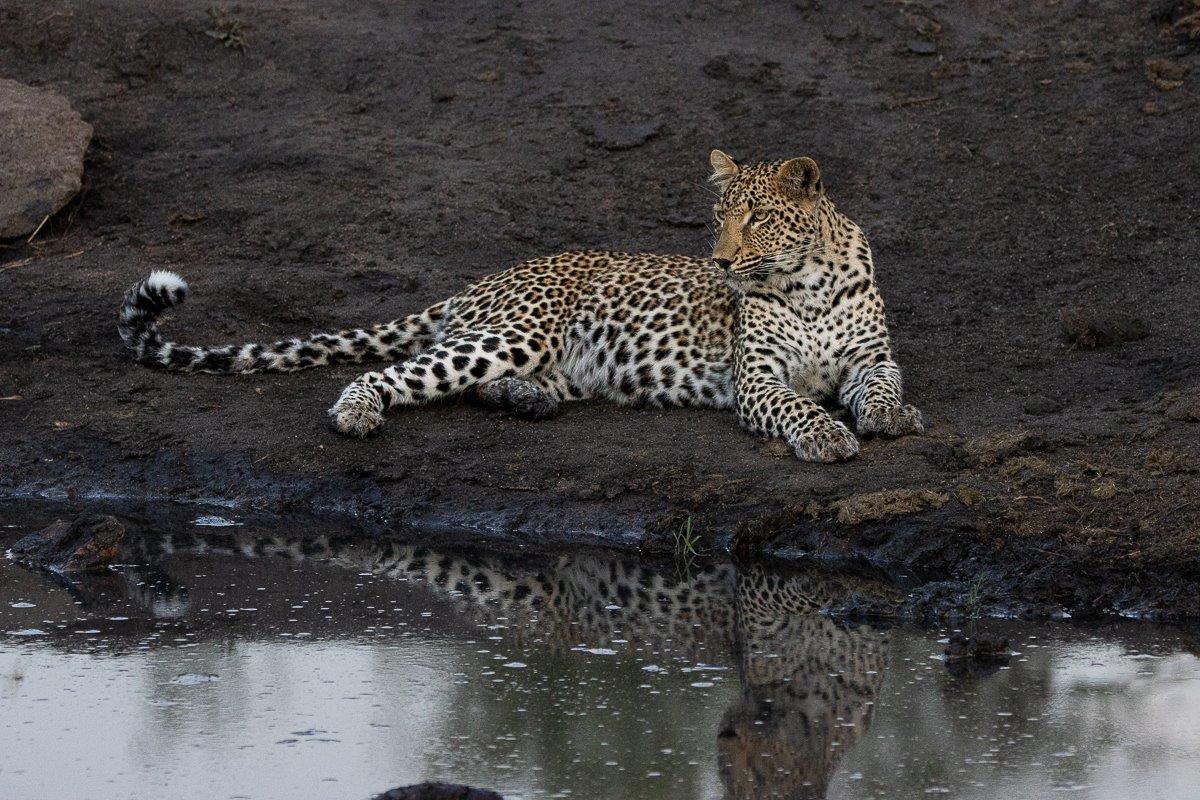 Khurhula rests next to a waterhole near Sabi Sabi. Khurhula rests next to a waterhole near Sabi Sabi.