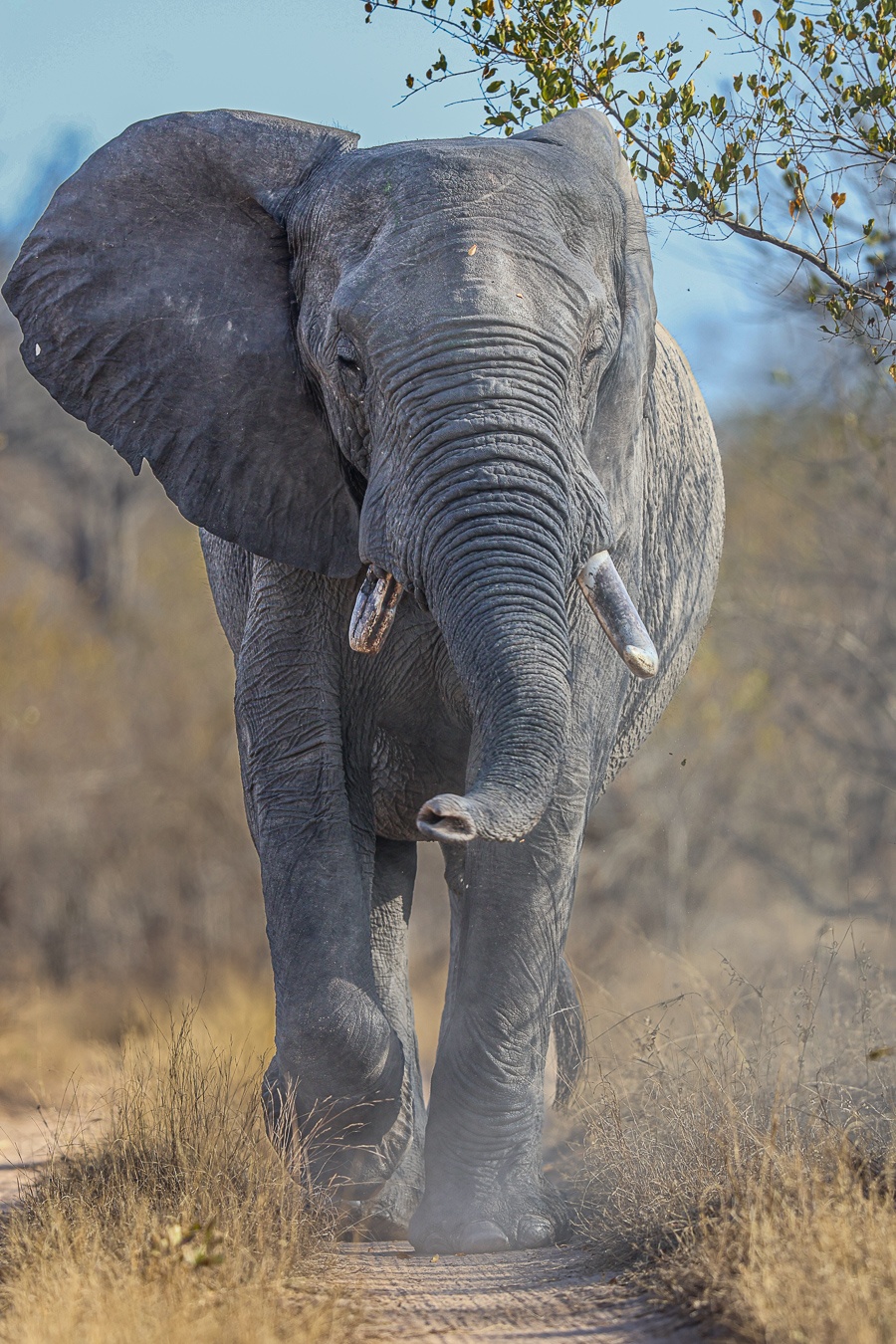 An elephant in musth walks down the road near Sabi Sabi. An elephant in musth walks down the road near Sabi Sabi.