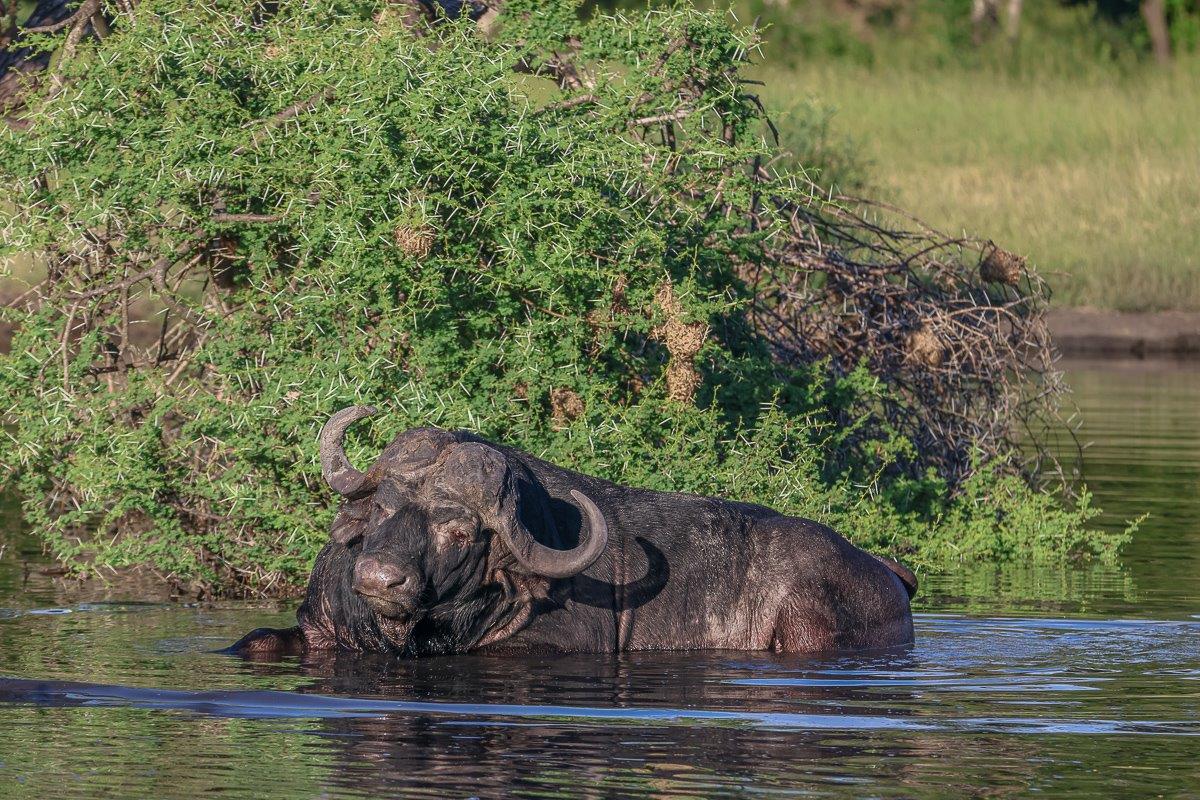 Sabi Sabi Ruan Mey Buffalo Sabi Sabi Ruan Mey Buffalo