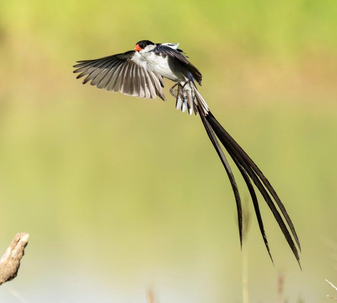 A Pin-tailed Wydah in flight. A Pin-tailed Wydah in flight.