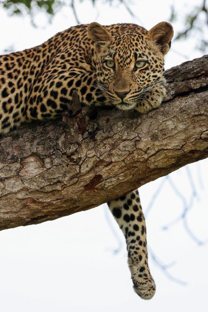 The Masungulo female leopard reclines on the branch of a tall tree. The Masungulo female leopard reclines on the branch of a tall tree.