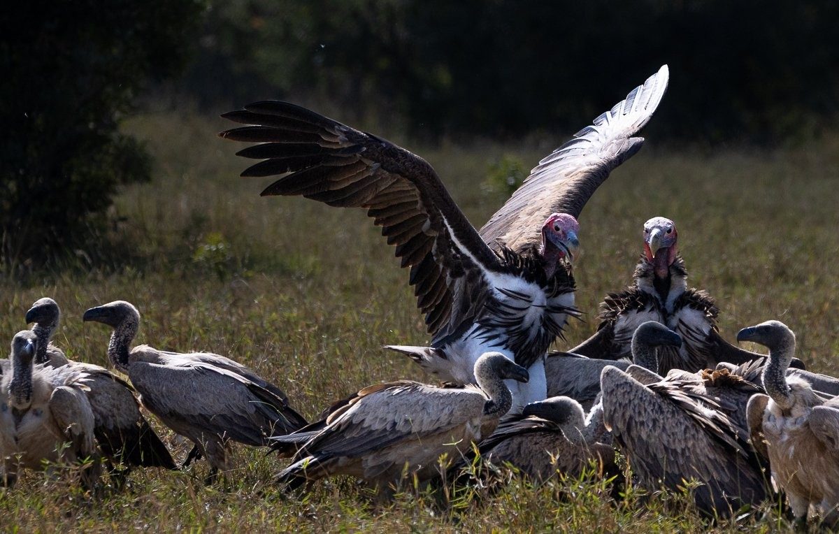 Sabi Sabi Ronald Mutero Lappet Faced Vulture Sabi Sabi Ronald Mutero Lappet Faced Vulture
