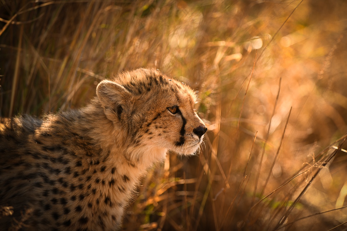 Sabi Sabi May Newsletter Cheetah Sabi Sabi May Newsletter Cheetah