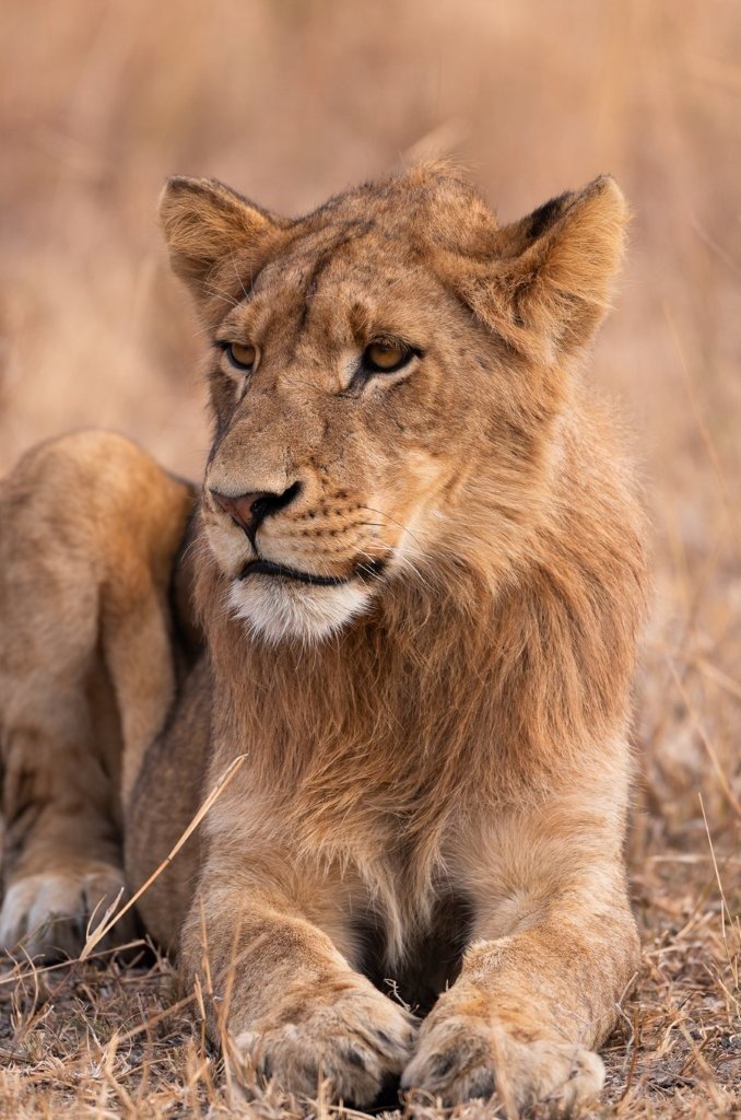 Sabi Sabi Viviane Ladner Southern Pride Member Sabi Sabi Viviane Ladner Southern Pride Member