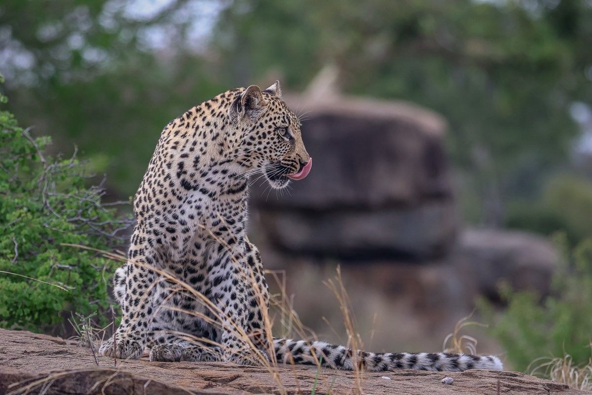 Sabi Sabi Ruan Mey Golonyi Female Leopard Sabi Sabi Ruan Mey Golonyi Female Leopard