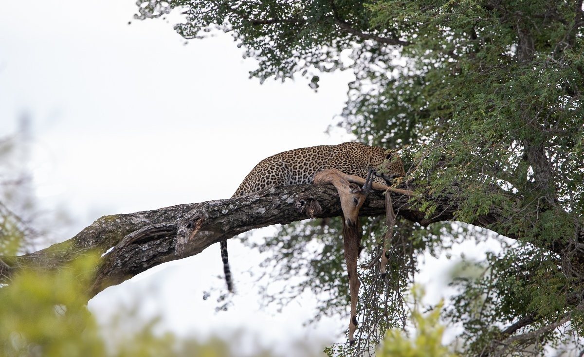 Sabi Sabi Ronald Mutero Khurhula
