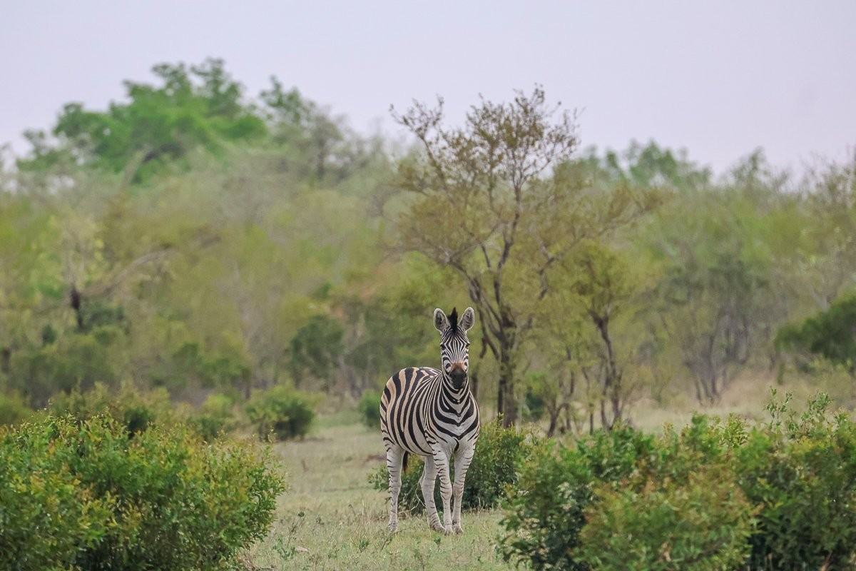 Sabi Sabi Ruan Mey Zebra