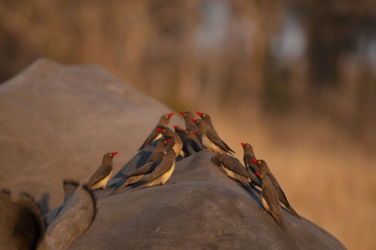Oxpeckers perched on a rhino acting as early warning system.