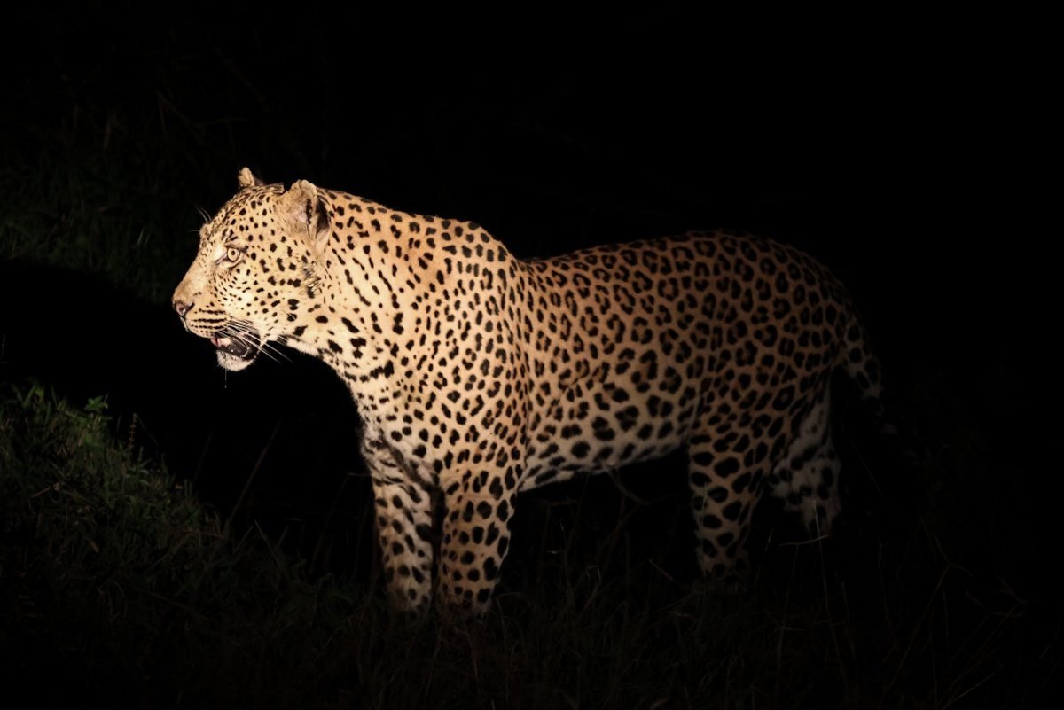 Nsuku male leopard scent marking confidently along the road.
