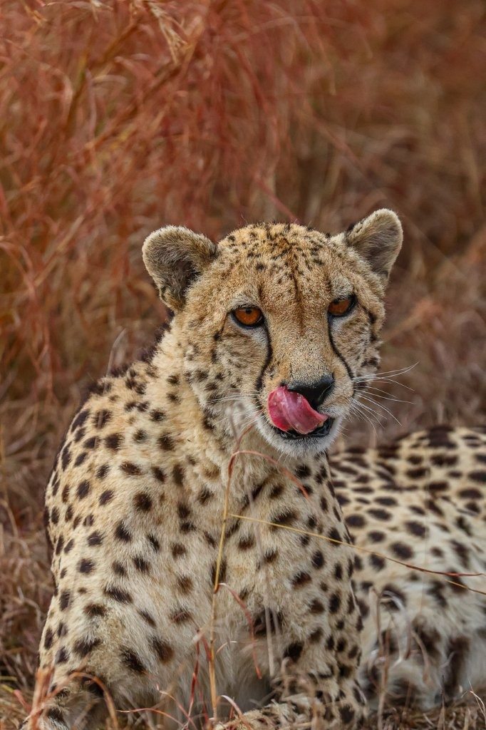 A female cheetah pausing to survey the African bush before continuing her patrol.