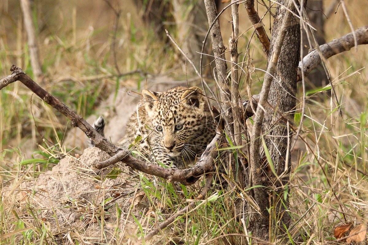 Sabi Sabi Jana Du Plessis Kurhula Leopard Cub Playing On Fallen Tree