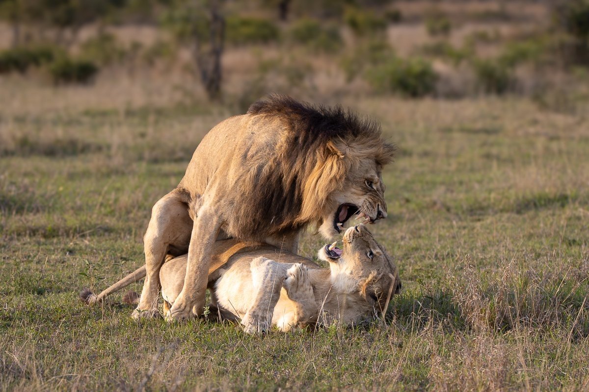 Sabi Sabi Ronald Mutero Nwaswishaka Male Lion Mating With Msuthlu Female Sabi Sabi