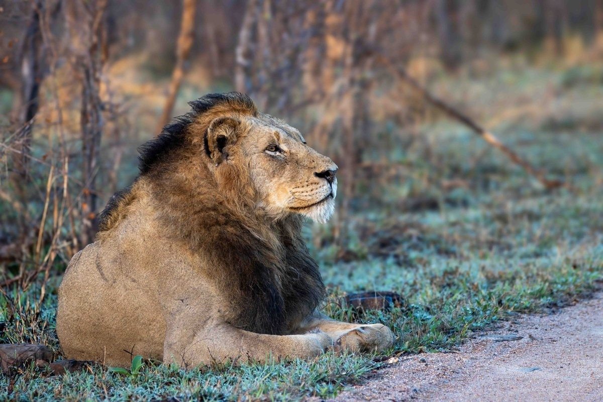 N’waswishaka male lions with Msuthlu in the African bush.