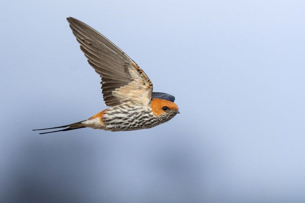 Sabi Sabi Benjamin Loon Lesser Striped Swallow In Flight