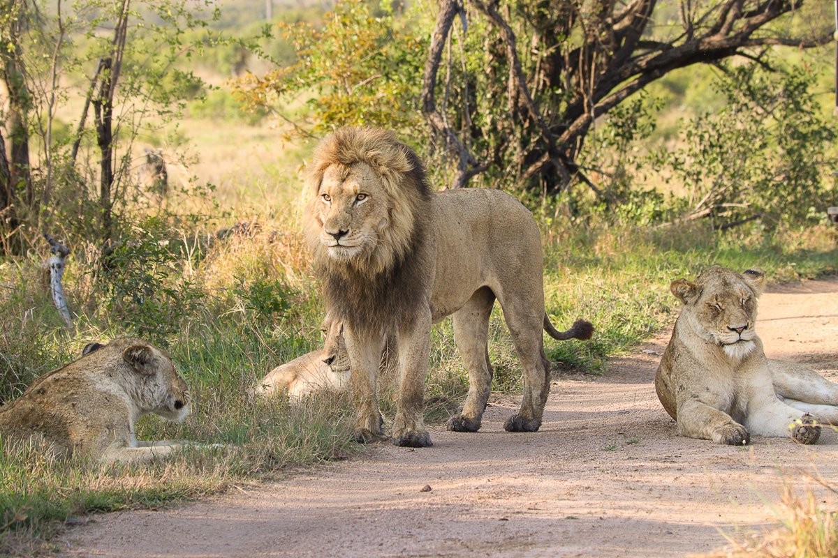 Sabi Sabi Jana Du Plessis Nwaswishaka Male Lions With Msuthlu Lioness