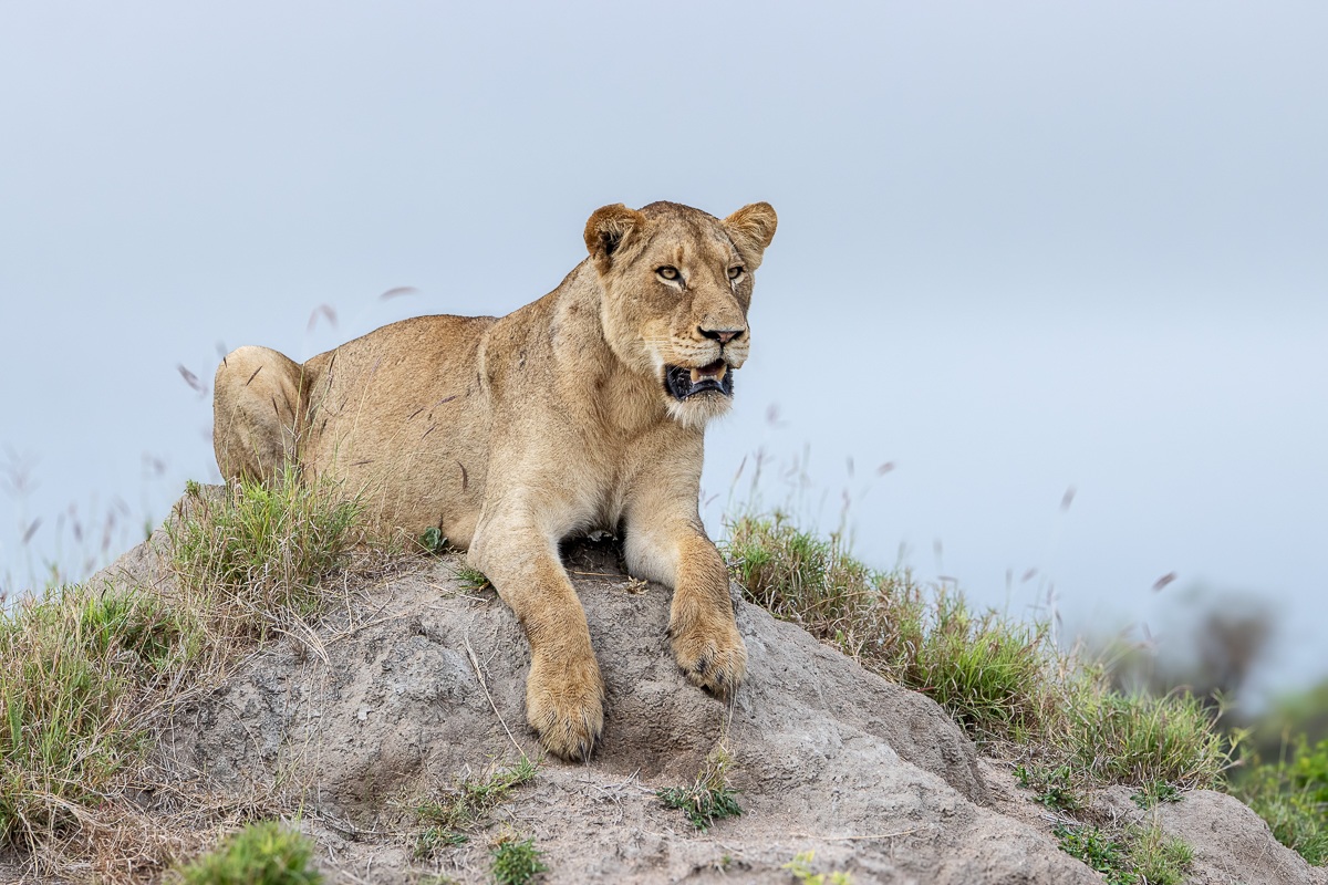 A lioness rests on a sand mound