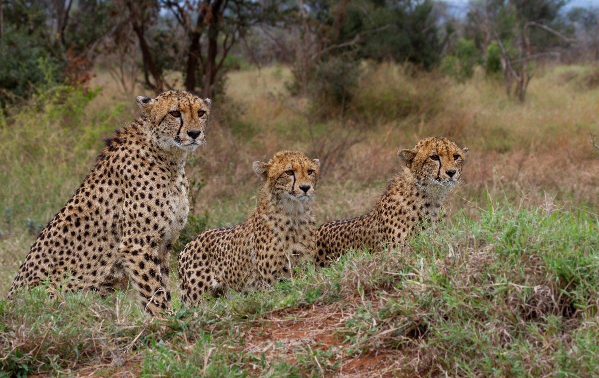 A38Dieter Lategan Cheetah 220523 03 1 Of 1