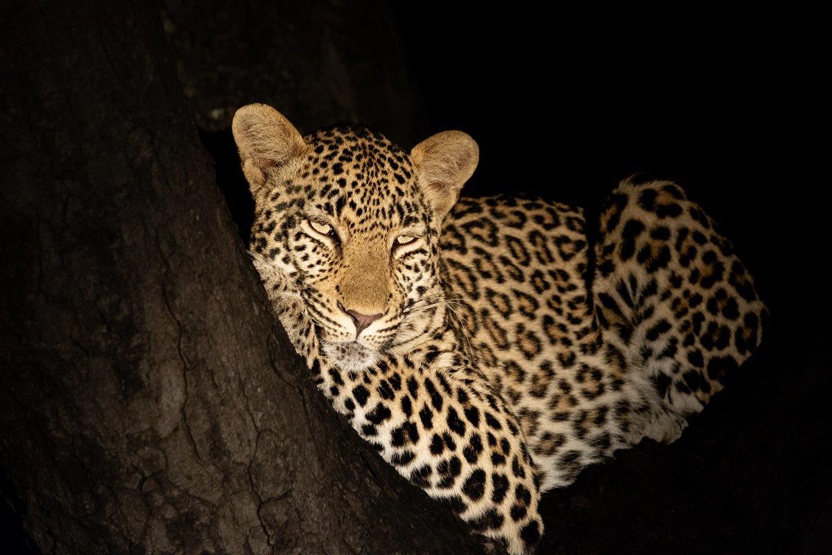 A leopard called Jasiri relaxes in a tree after scent-marking her territory
