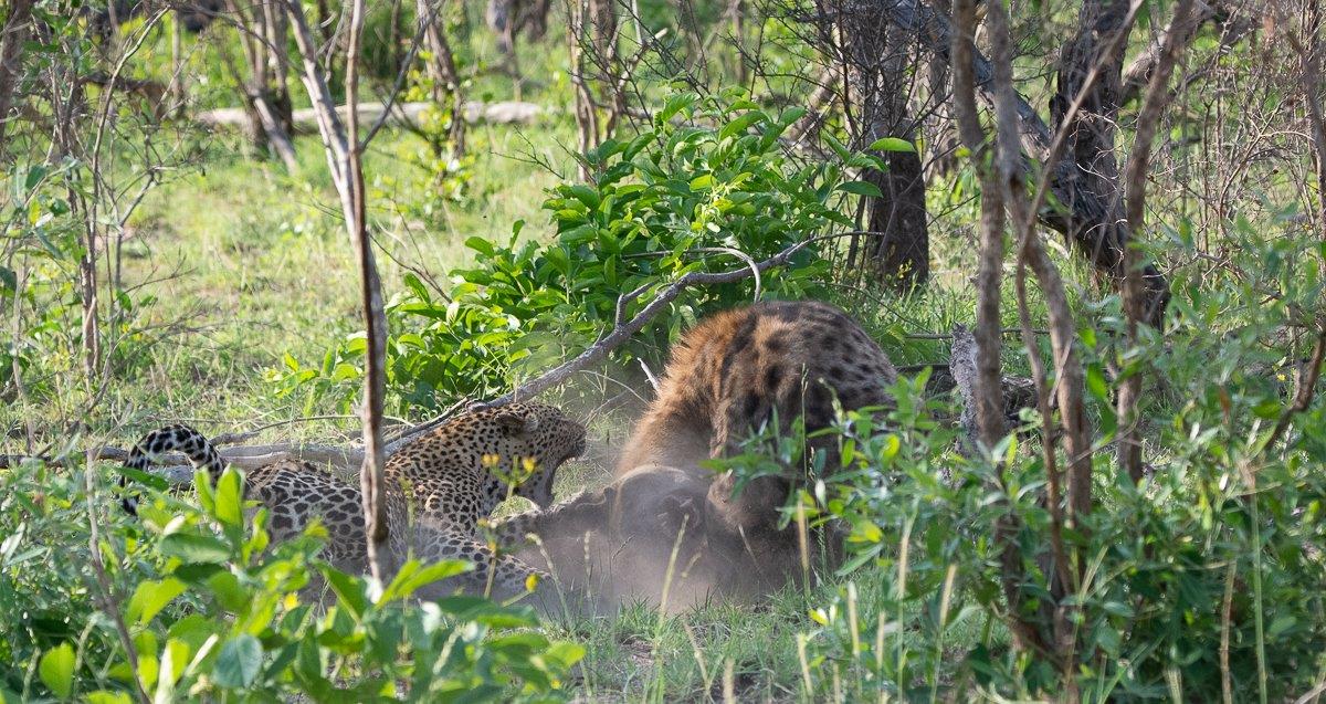 The lithe leopard defended her cubs against four much larger hyenas. The lithe leopard defended her cubs against four much larger hyenas.