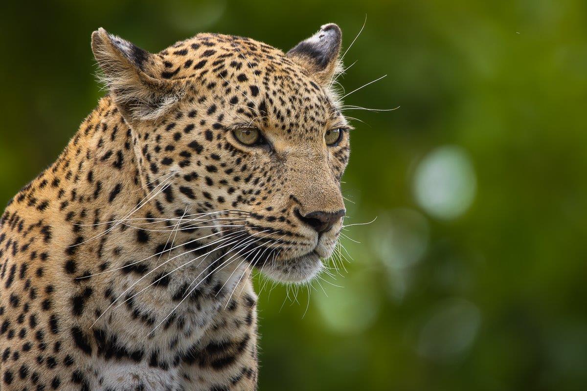 A close up of the regal Kigelia female leopard. A close up of the regal Kigelia female leopard.
