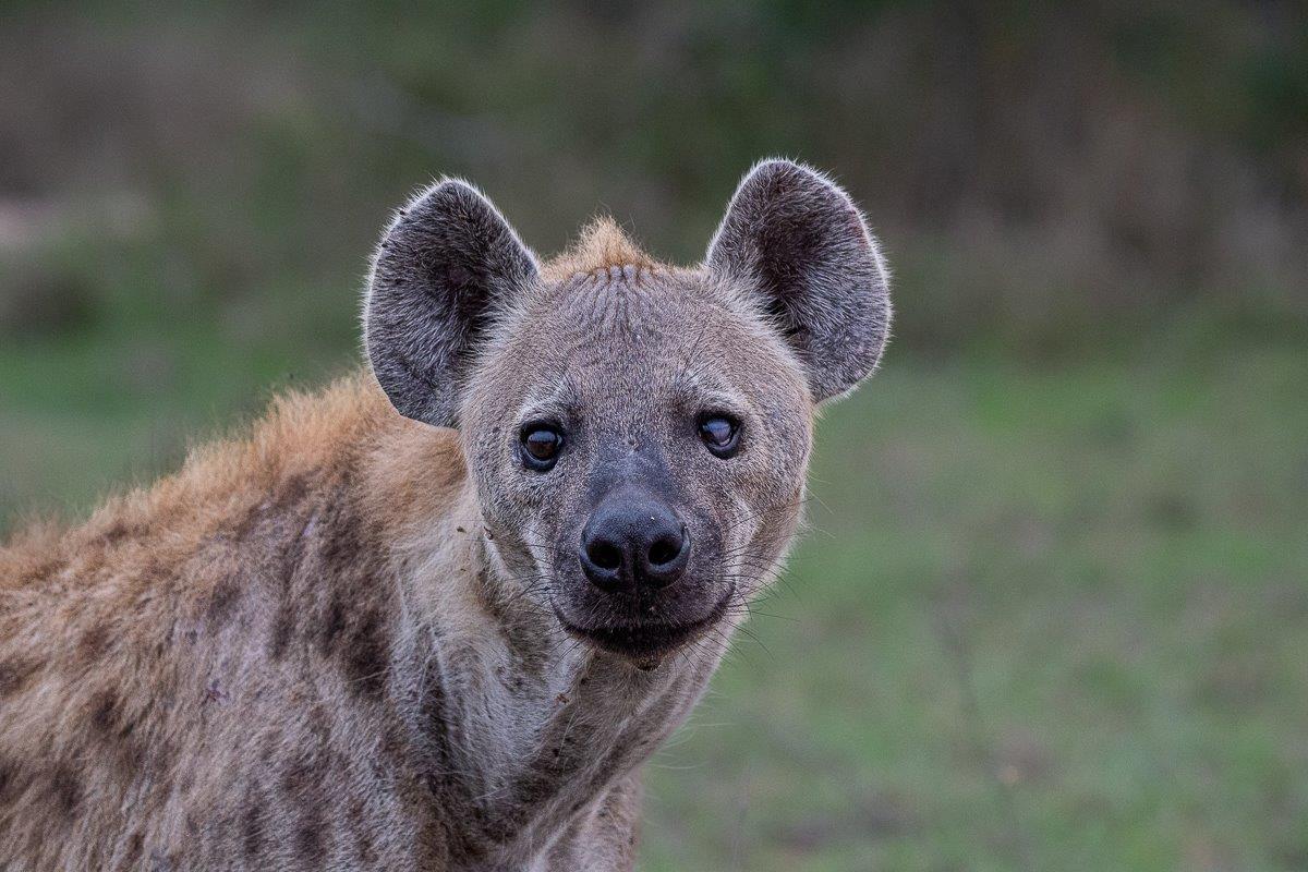 A hyena at Sabi Sabi is spotted on game drive A hyena at Sabi Sabi is spotted on game drive