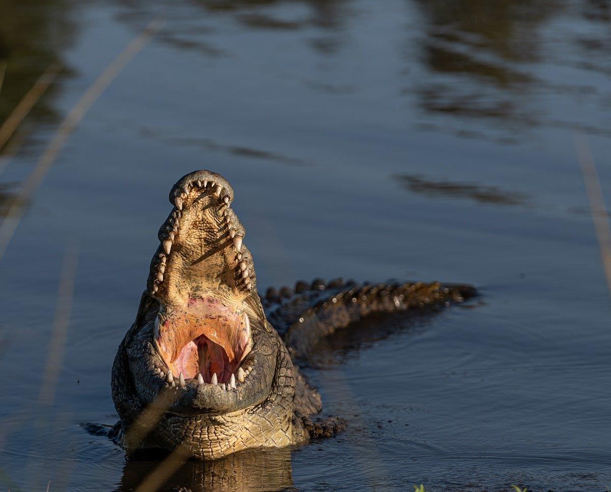 A Nile Crocodile cooling down by opening its mouth, a natural behaviour to regulate body temperature. A Nile Crocodile cooling down by opening its mouth, a natural behaviour to regulate body temperature.