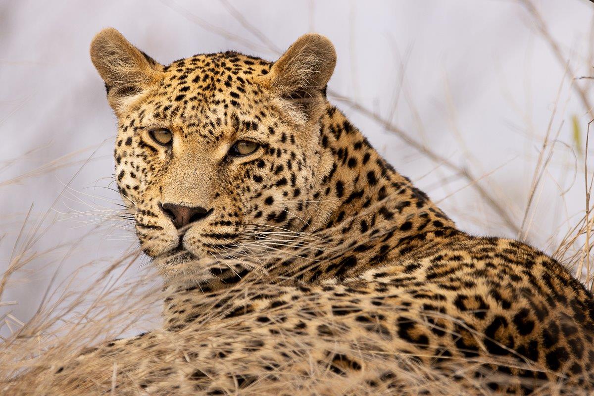 The Nottins male leopard resting on a termite mound, possibly warming himself on a cool day. The Nottins male leopard resting on a termite mound, possibly warming himself on a cool day.