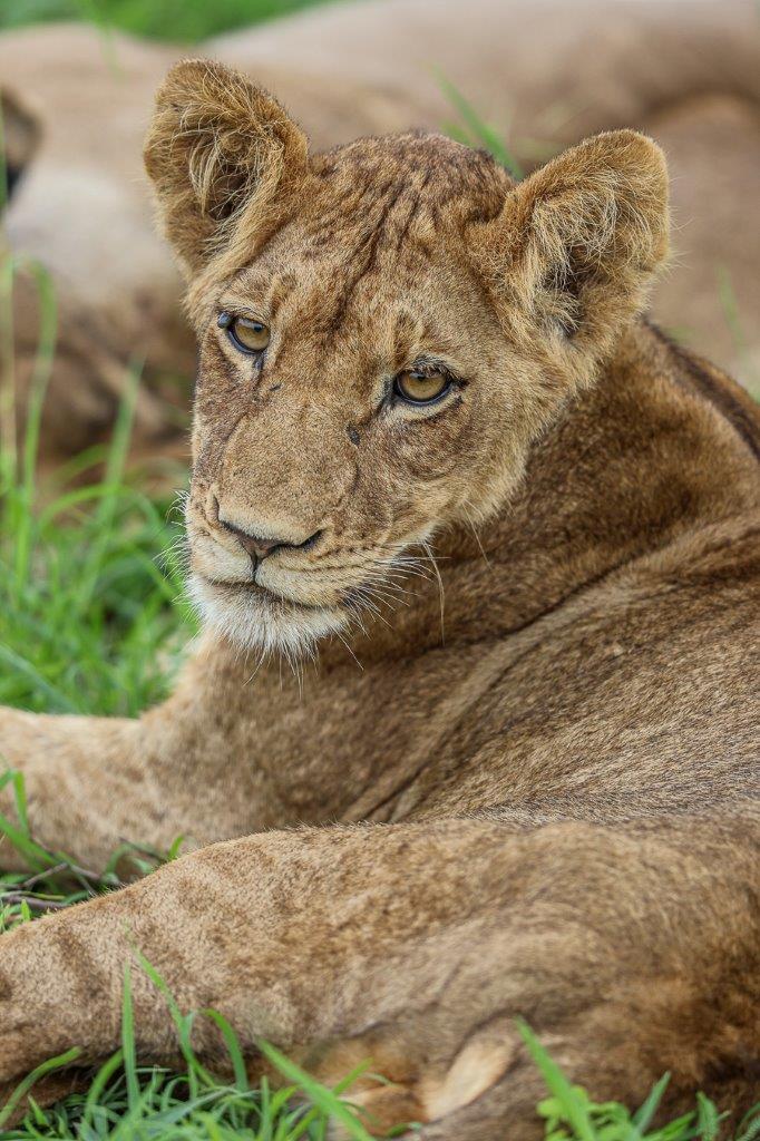 A young lion from the Msuthlu pride. A young lion from the Msuthlu pride.