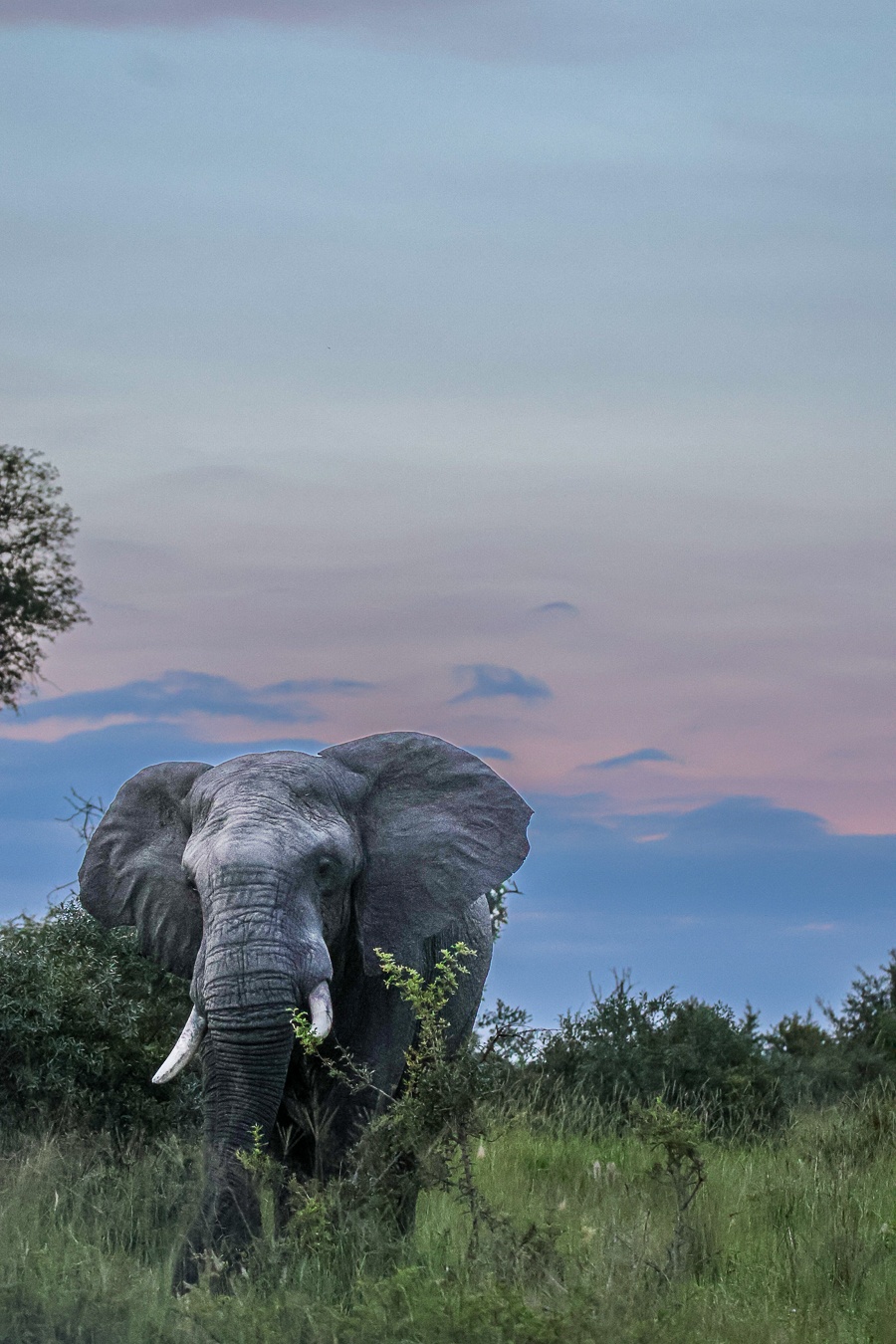A male elephant before a beautiful wild sky. A male elephant before a beautiful wild sky.