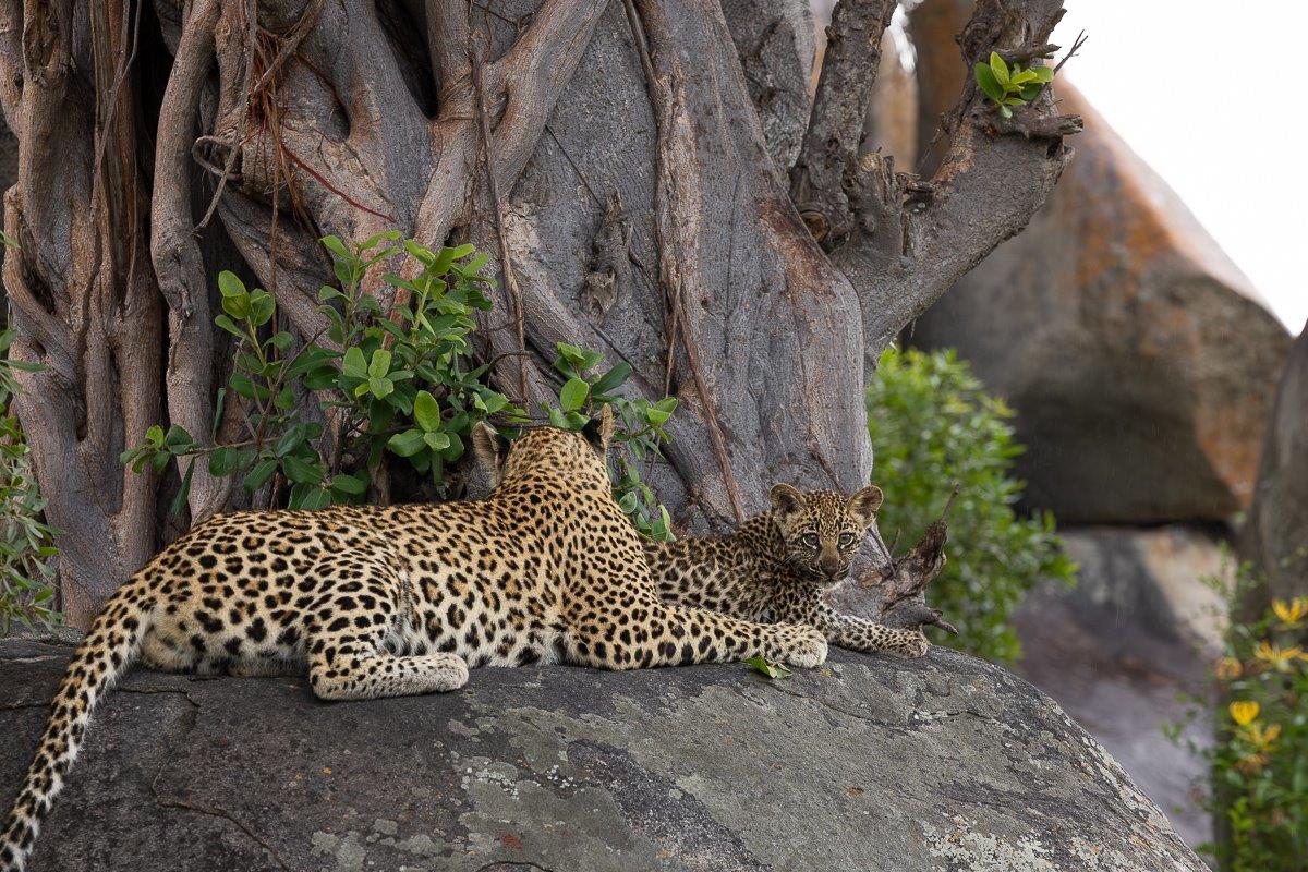 Sabi Sabi Jp Van Rooyen Golonyi With Cub Sabi Sabi Jp Van Rooyen Golonyi With Cub