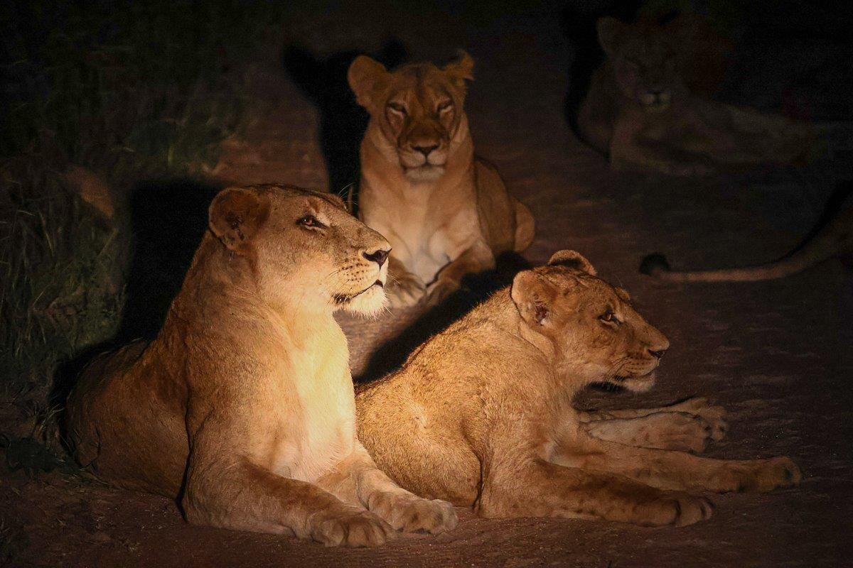 Sabi Sabi Ruan Mey Southern Pride After Dark Sabi Sabi Ruan Mey Southern Pride After Dark